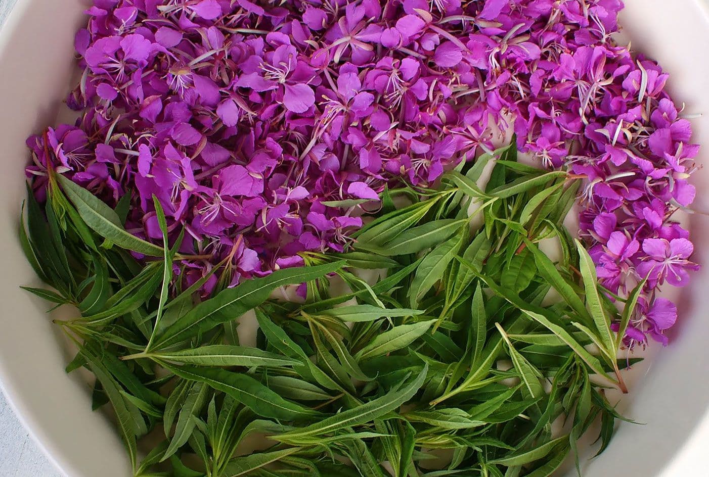цветы и листья иван-чая