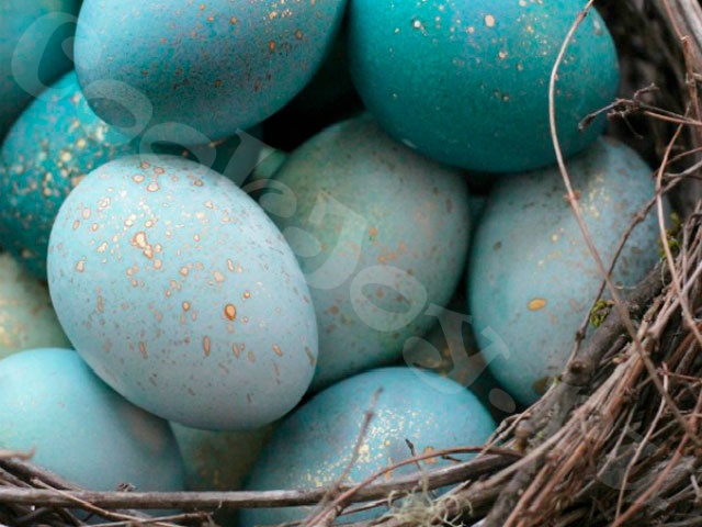 Пасхальные яйца нежно-синего цвета